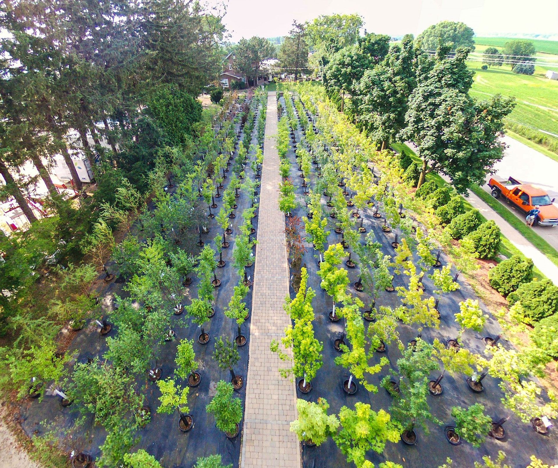 Aerial view of a landscaped garden with rows of young plants and a central walkway.