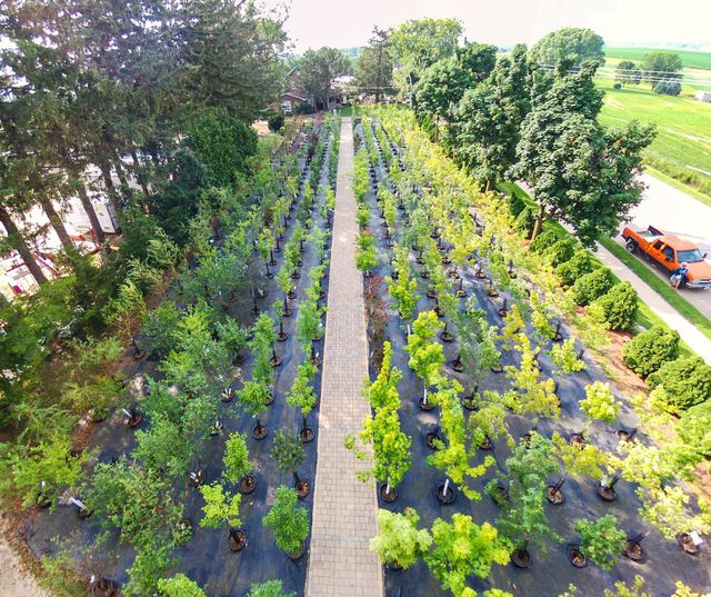 Aerial view of a landscaped garden with rows of young trees beside a central path.