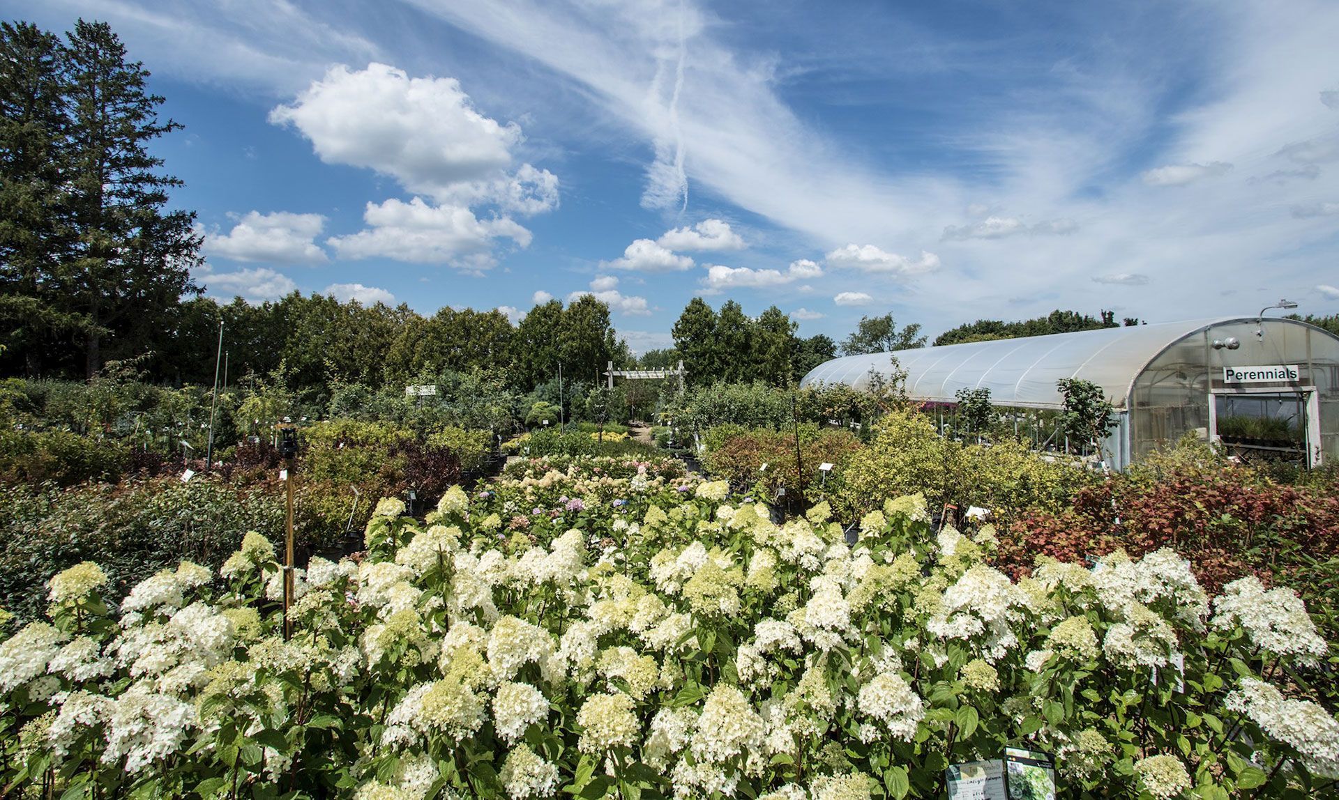 White flowers in a garden under a blue sky, with trees and a greenhouse in the background