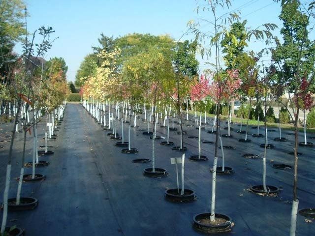 Rows of potted young trees lining a paved nursery aisle under a blue sky