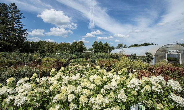 Flower garden with white blossoms, colorful beds, trees, and a greenhouse under a blue sky with clouds