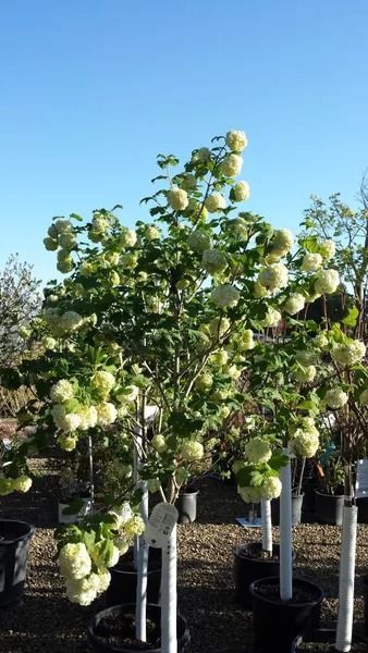 Rows of potted flowering trees in a nursery under a clear blue sky