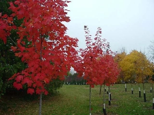 Red autumn trees along a grassy path in a park