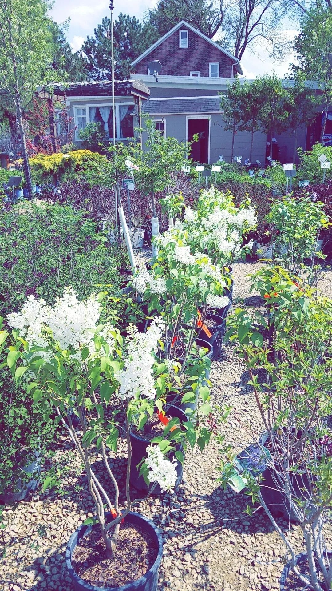 Lush garden with blooming white flowers and potted plants in front of a small house