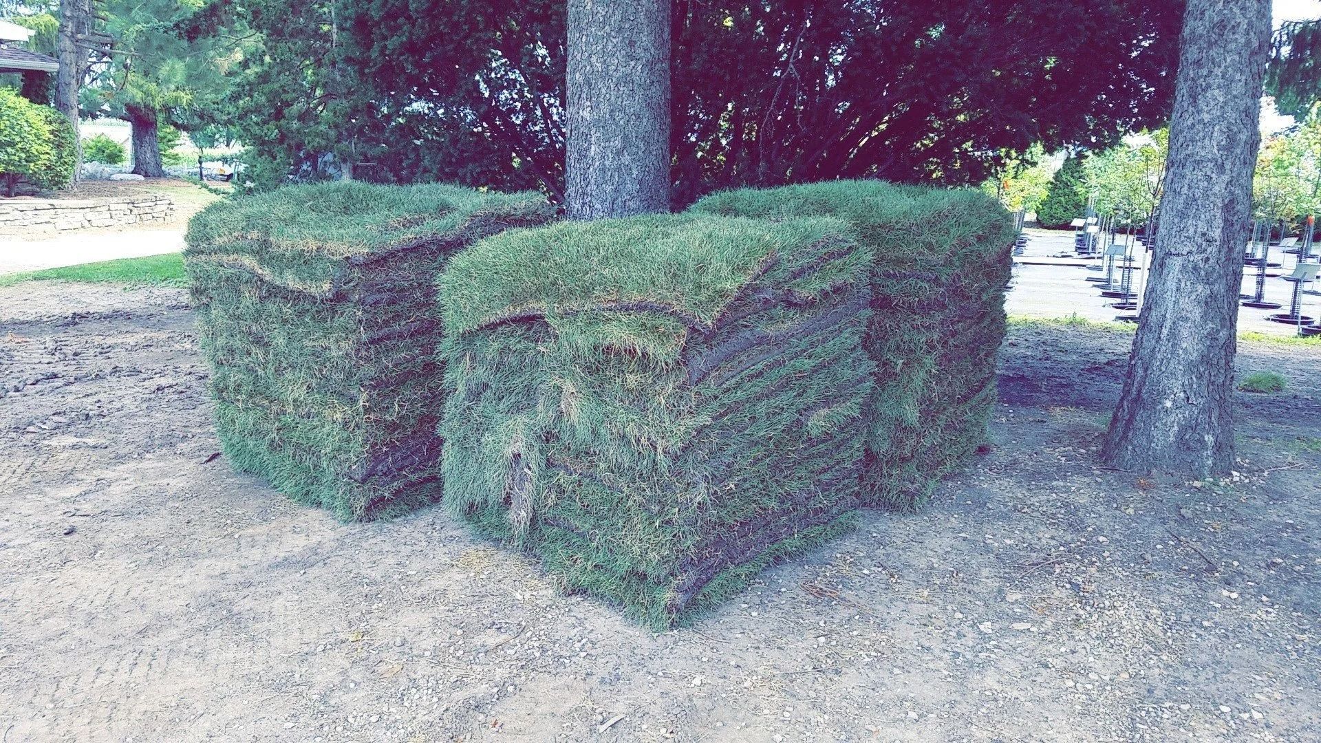 Trimmed green hedges around a tree in a park setting