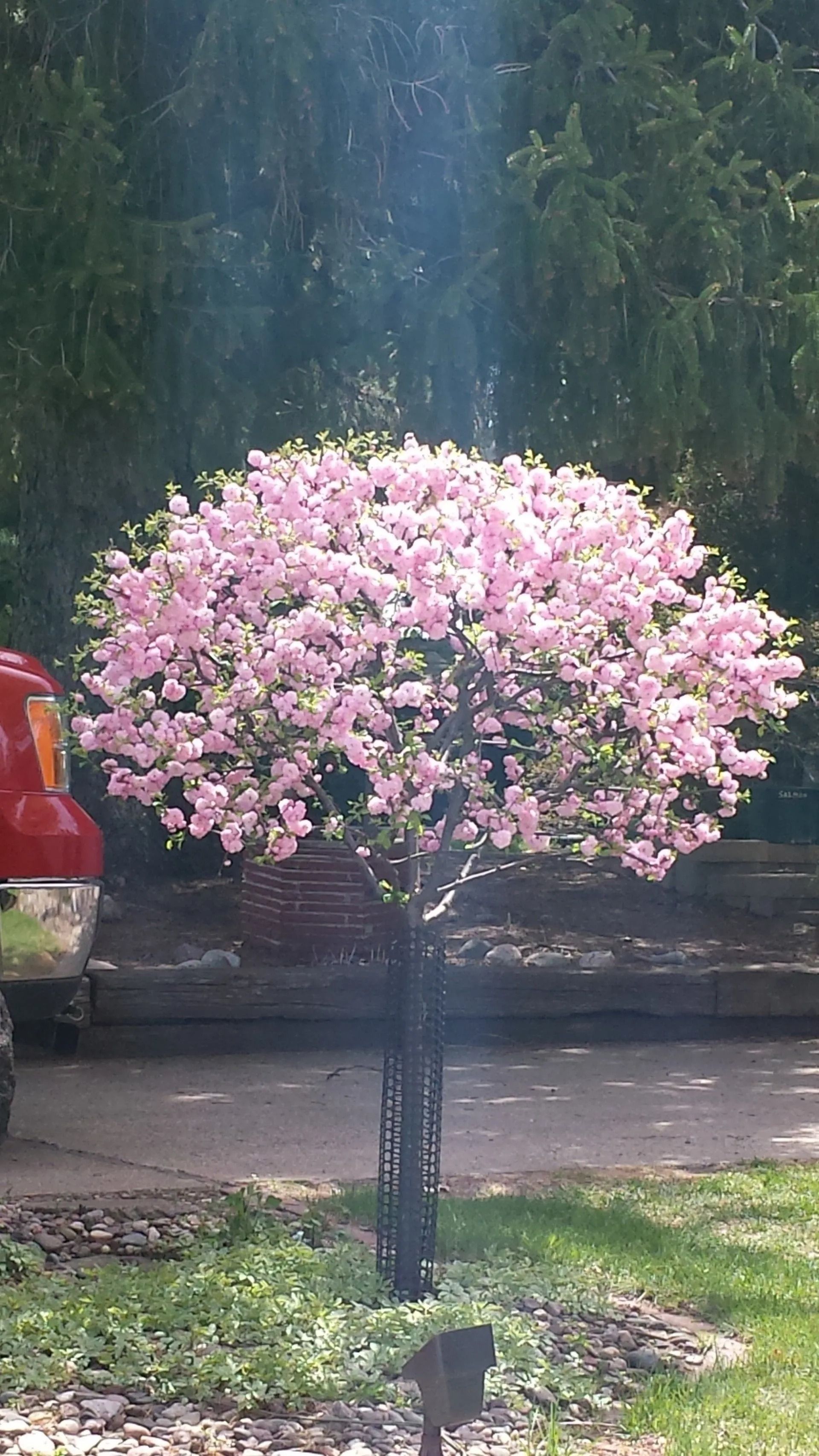 Pink flowering tree with a round canopy in a garden or roadside setting