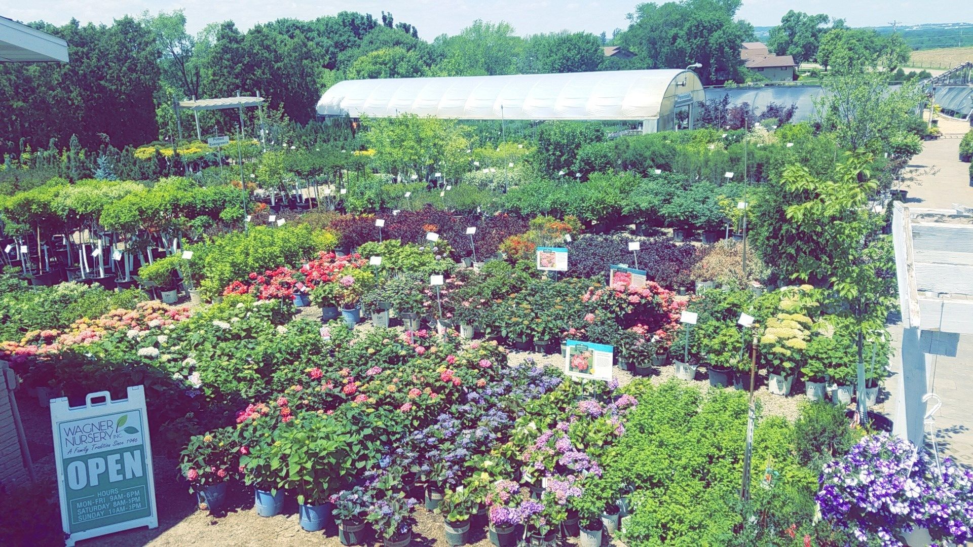 Outdoor plant nursery with rows of colorful flowers and a white greenhouse