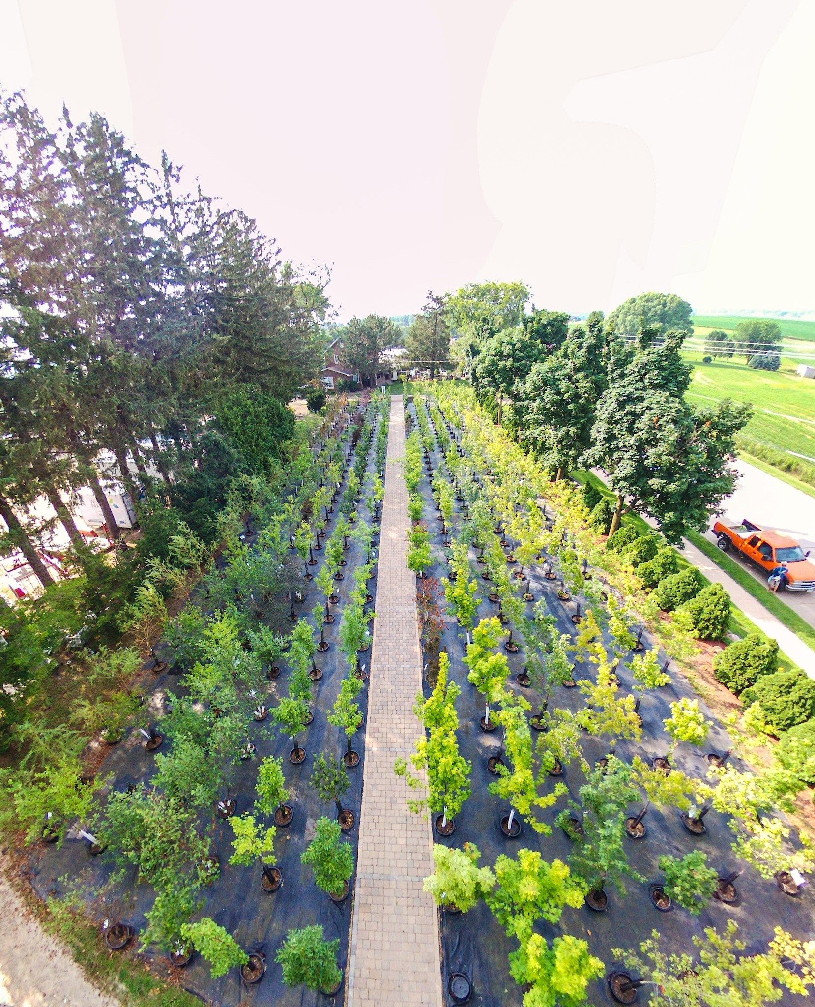 Aerial view of a landscaped garden with rows of purple and green plants beside a road and trees