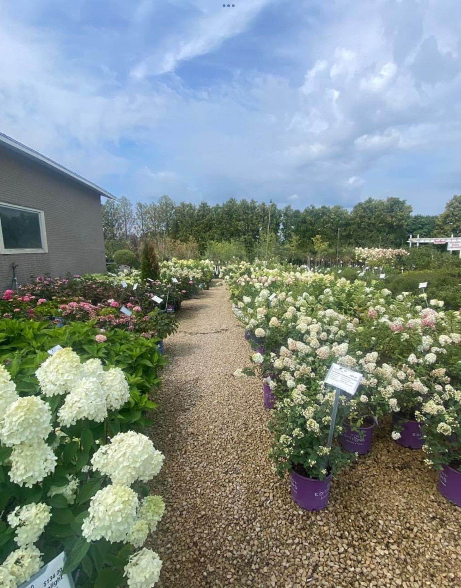 Path through blooming white and purple hydrangeas beside a house under a partly cloudy sky