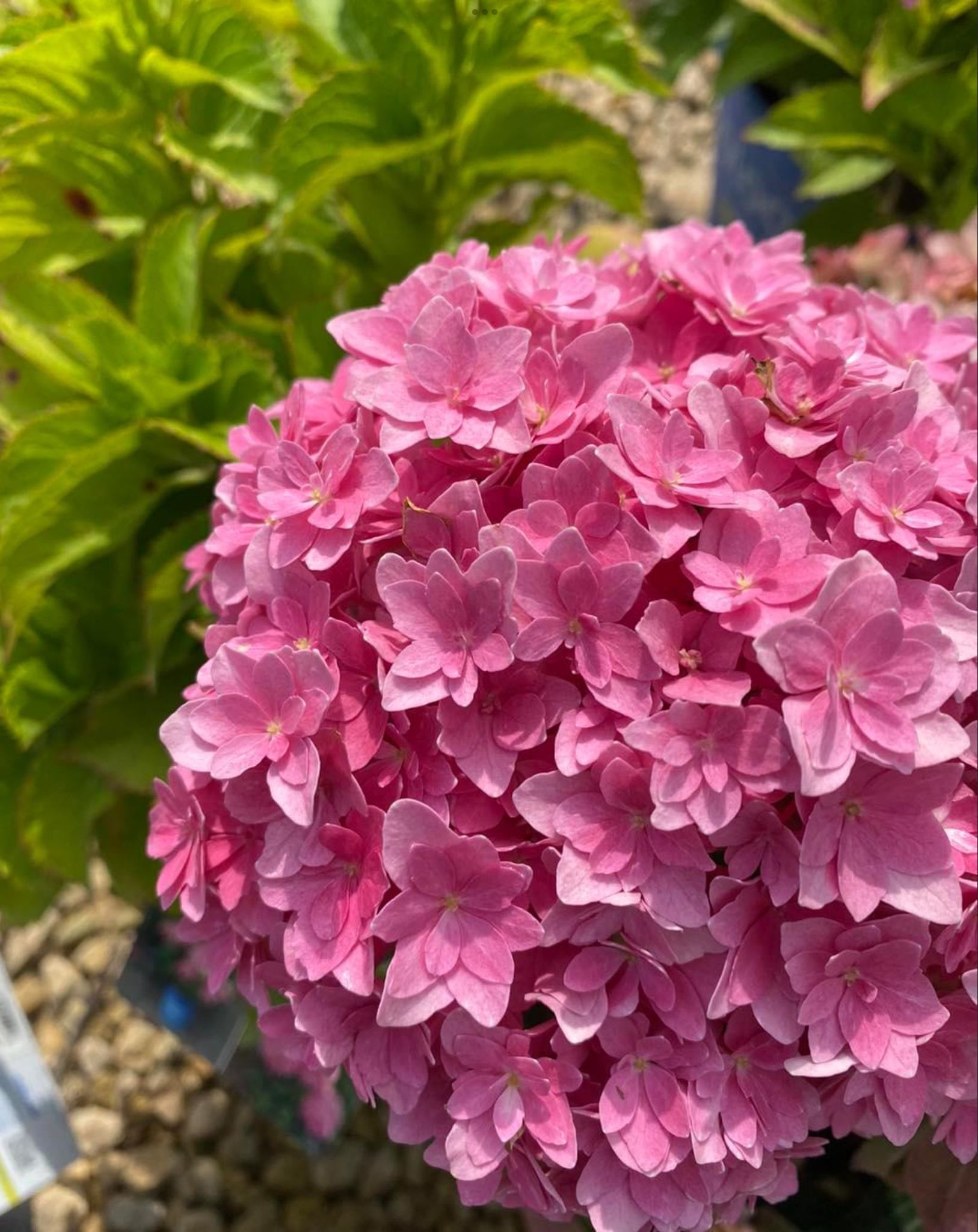 Pink hydrangea blooms in a garden, with green foliage behind it.