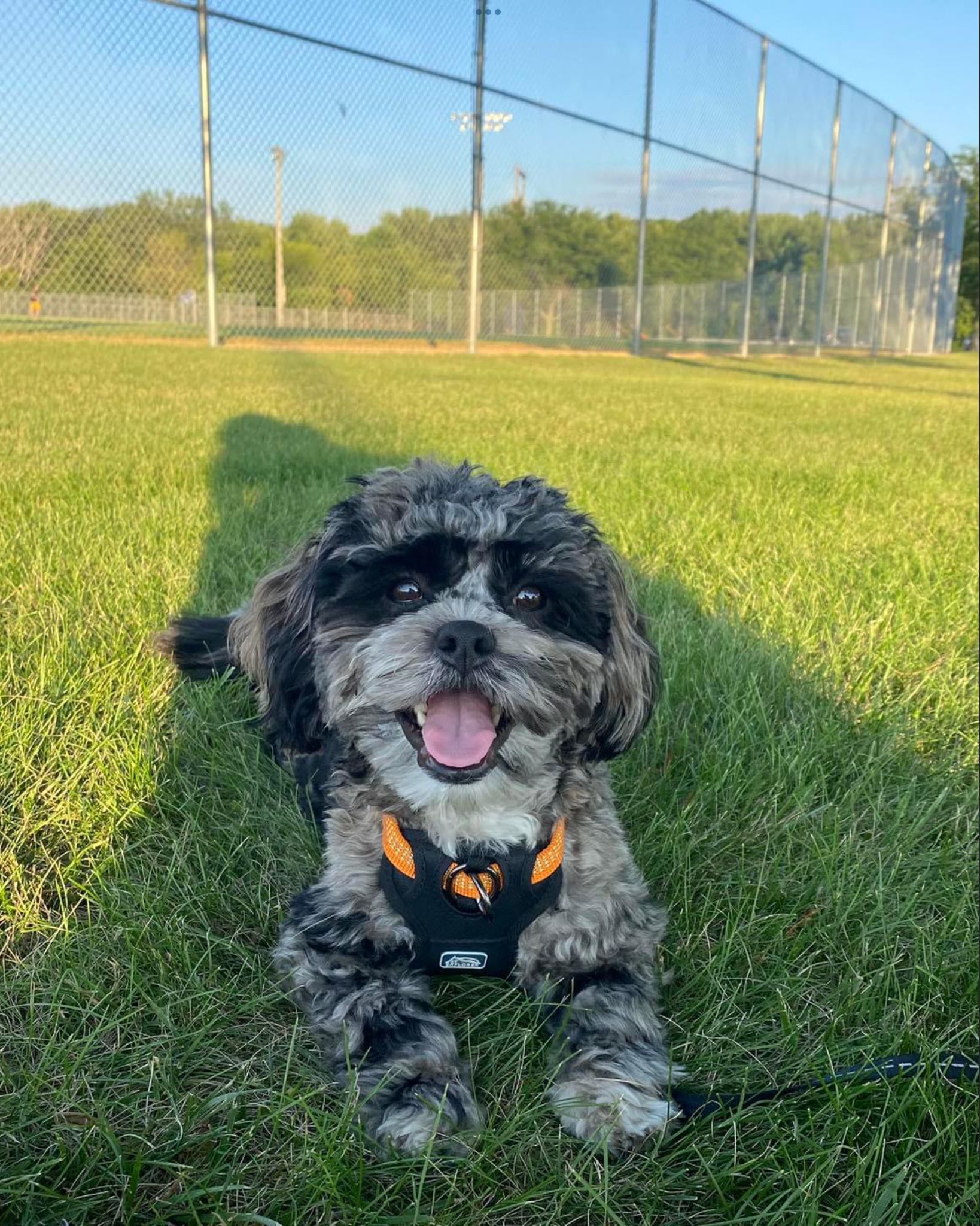 Small black-and-gray dog wearing a harness lying on grass at a fenced park, tongue out in sunlight