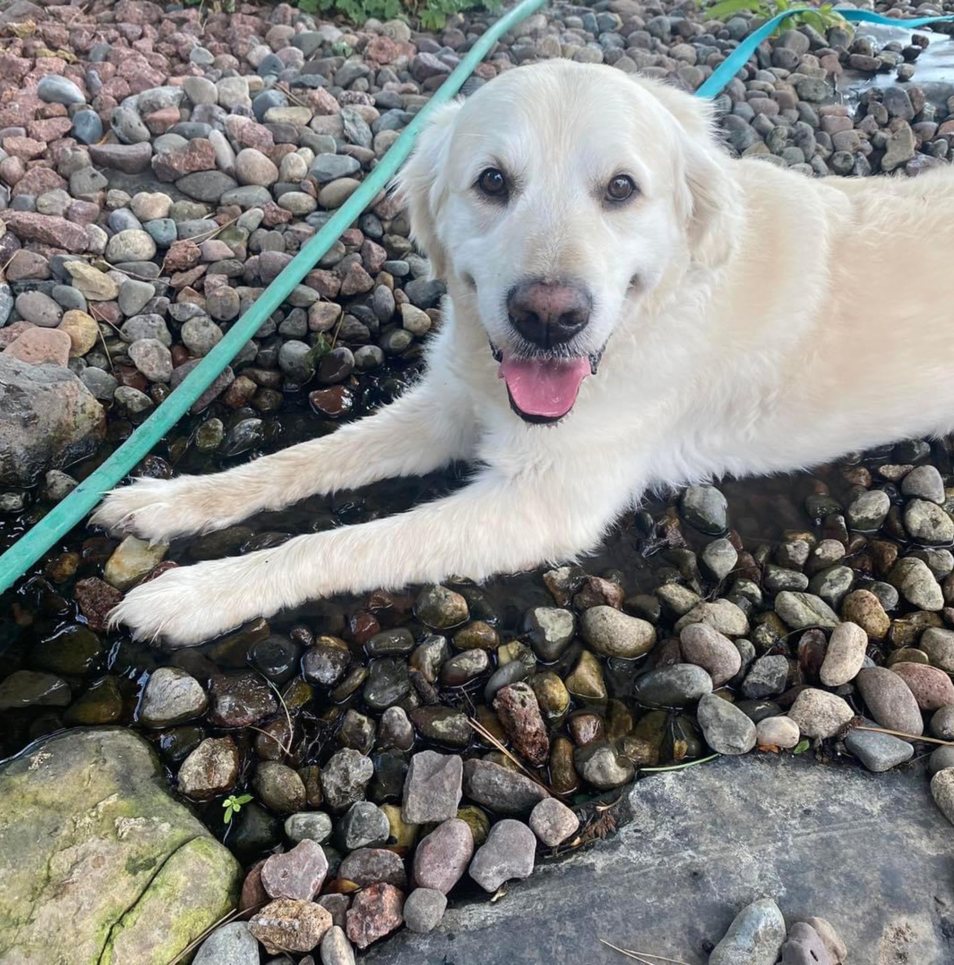 Cream-colored dog lying on wet rocks with front paws stretched out, tongue out, and a green hose nearby