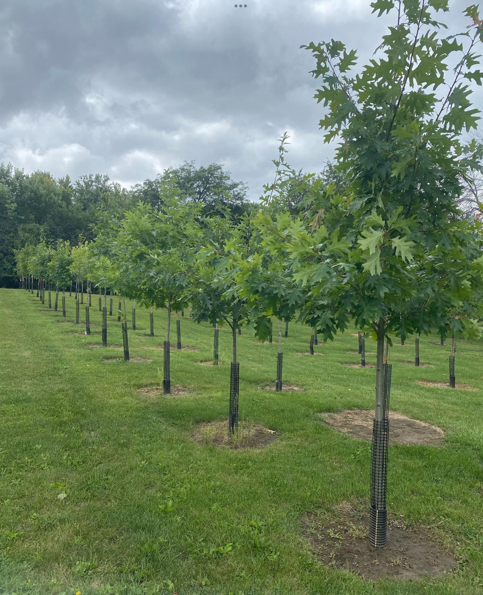 Rows of young trees planted in a grassy field under a cloudy sky