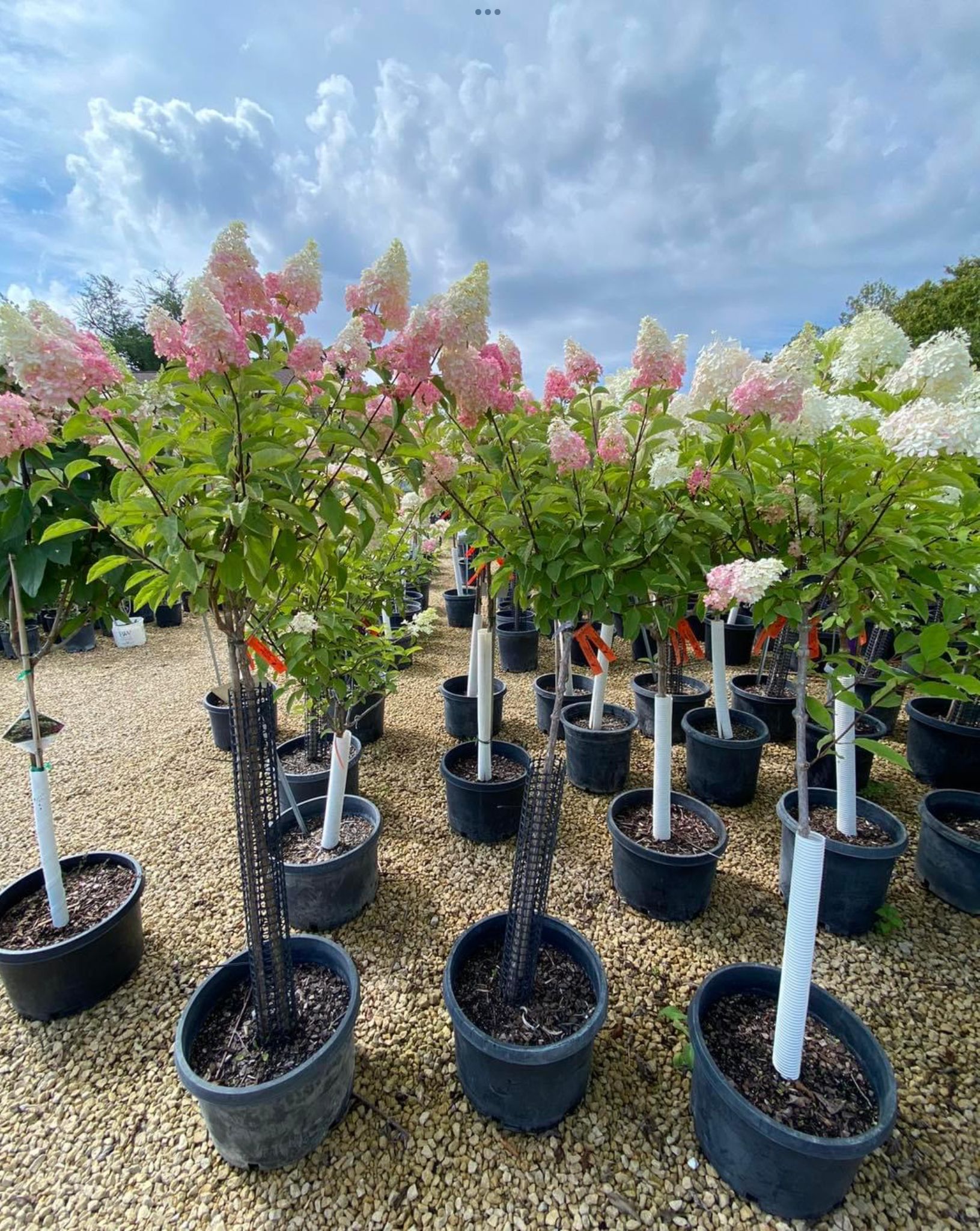 Rows of potted flowering shrubs with pink and white blooms in a nursery under a cloudy sky