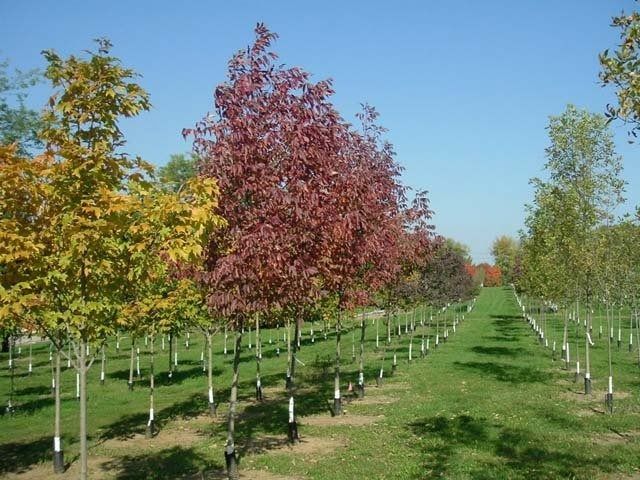 Rows of young trees in a nursery, with a red-leafed tree centered under a blue sky.