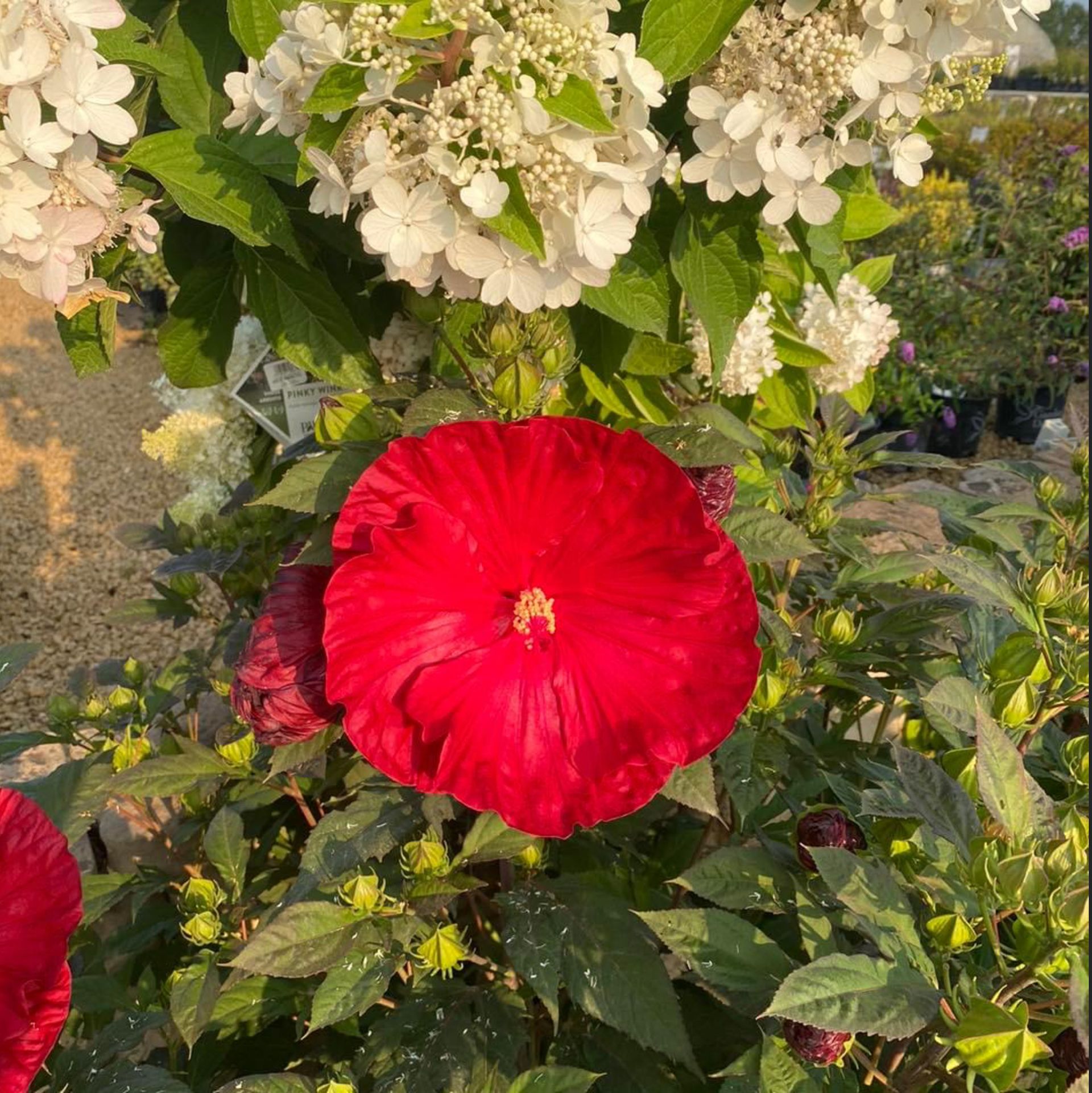 Bright red hibiscus bloom beneath white hydrangea blossoms in a garden