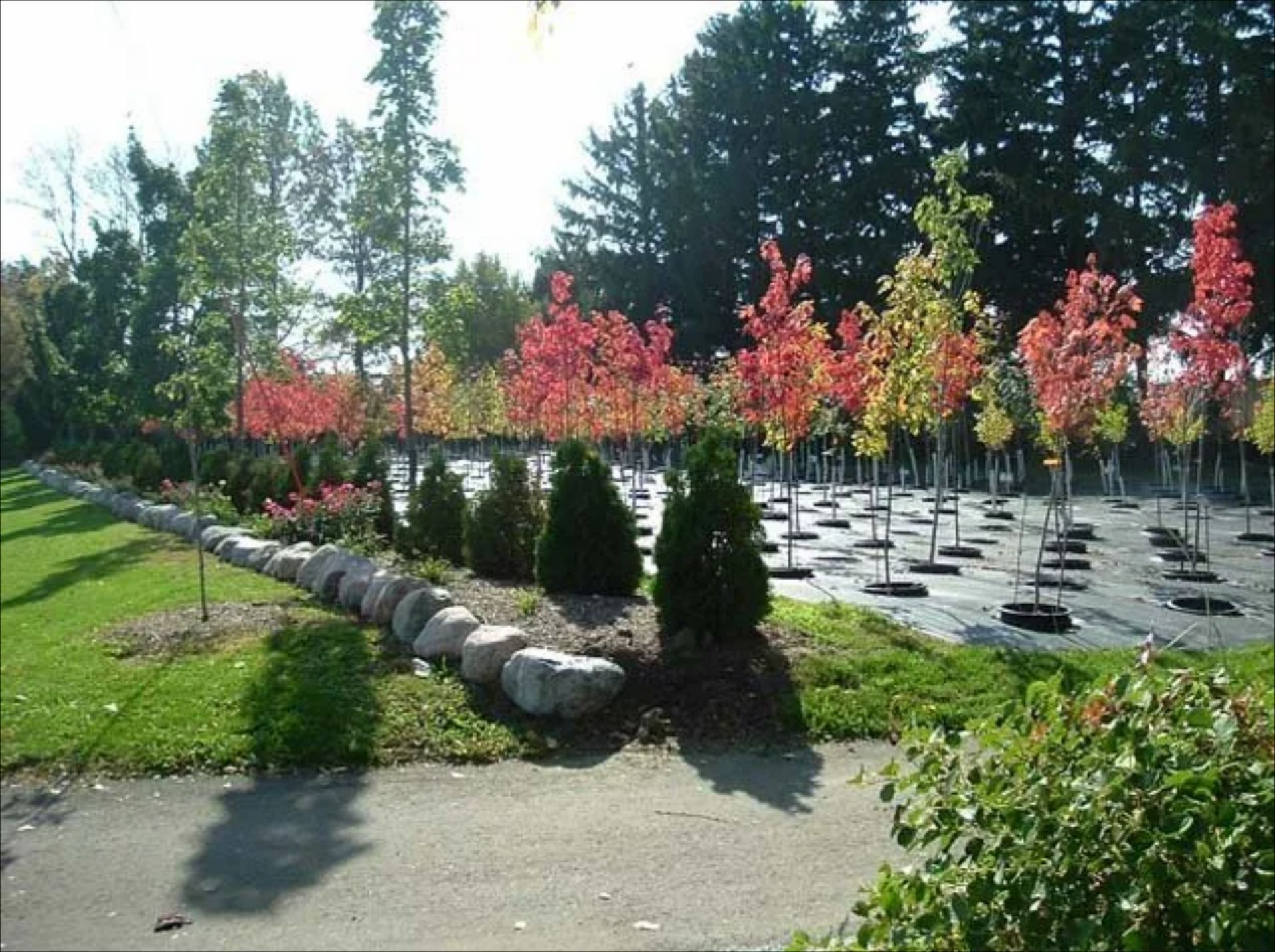 Outdoor garden with rows of young red-leaf trees, evergreens, and stone-bordered paths in a sunny landscape