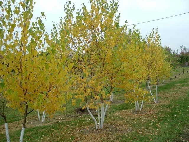 Rows of young trees with yellow leaves in an orchard on a grassy slope