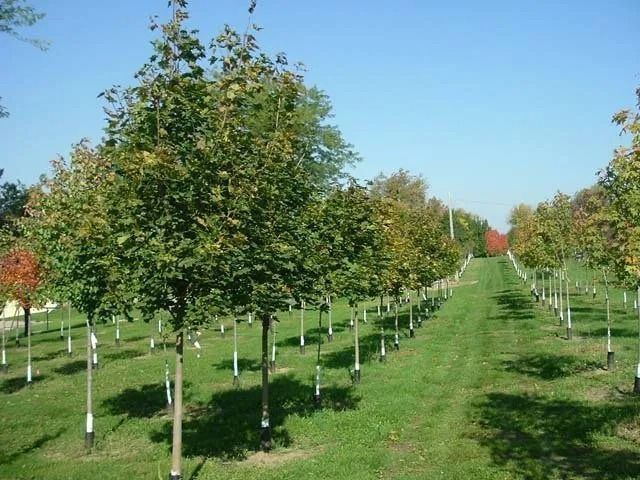 Rows of young trees in an orchard under a clear blue sky