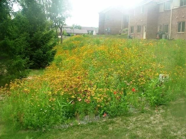 Wildflower patch with yellow-orange blooms beside a grassy lawn and brick building