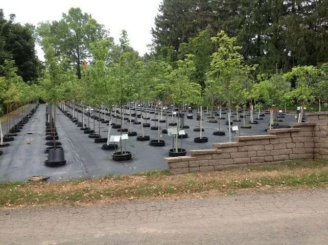 Rows of small black potted plants on plastic-covered beds in a nursery, with trees in the background