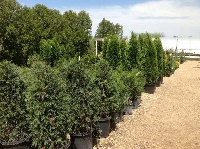 Rows of potted shrubs and trees in a nursery beside a gravel path under a sunny sky
