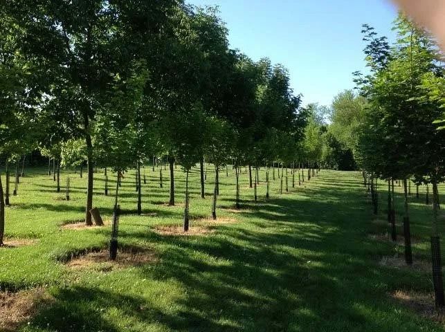 Sunlit orchard rows of young trees with green grass and a clear blue sky