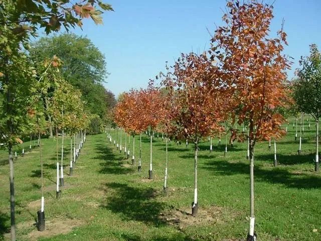 Rows of young trees in a green orchard, with red and green autumn foliage under a blue sky