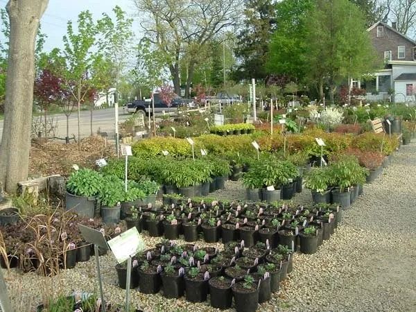 Outdoor plant nursery with rows of potted flowers and shrubs on a gravel lot