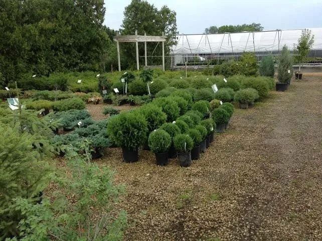 Garden nursery with rows of potted shrubs and plants beside a gravel path and greenhouse structure