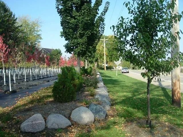 Tree-lined park path with rocks, green grass, and a small car in the distance under a blue sky