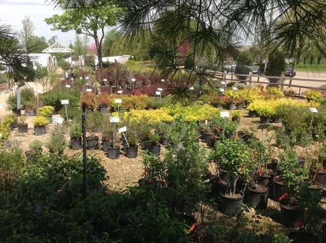 Outdoor plant nursery with rows of potted shrubs, flowers, and trees under shady trees