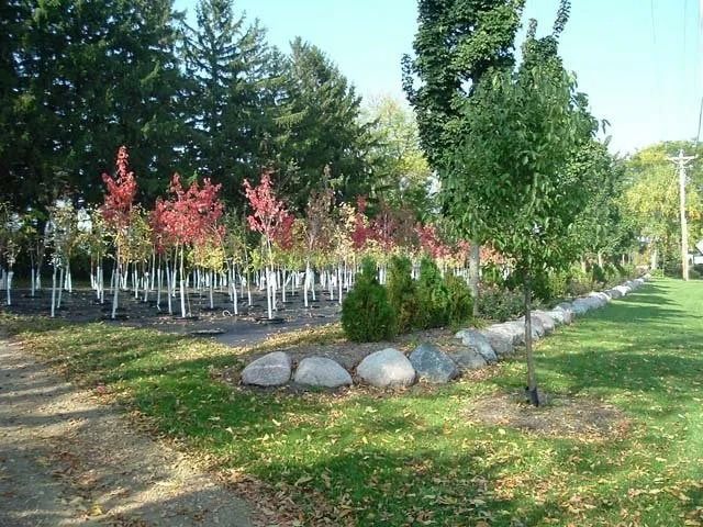 Tree-lined park path with rocks bordering a grassy area and rows of young trees in the background
