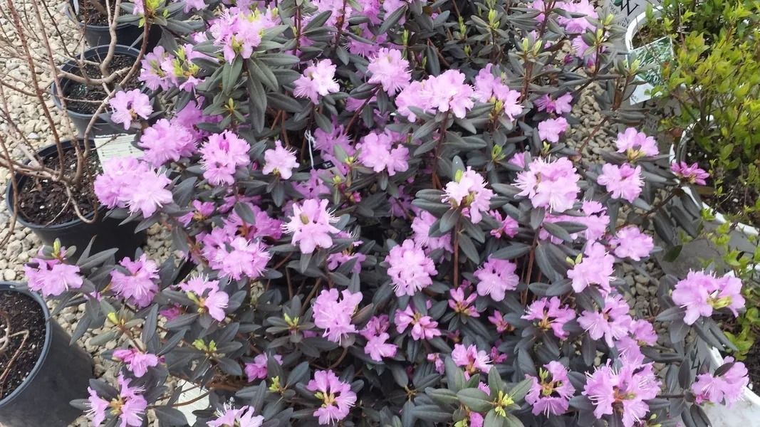 Pink flowers blooming on a garden shrub with dark green leaves and bare branches