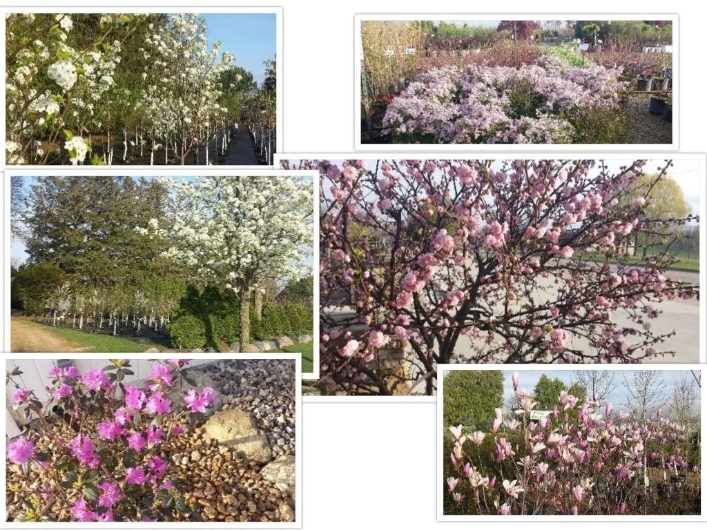 Collage of flowering trees and bushes in white, pink, and purple blossoms outdoors