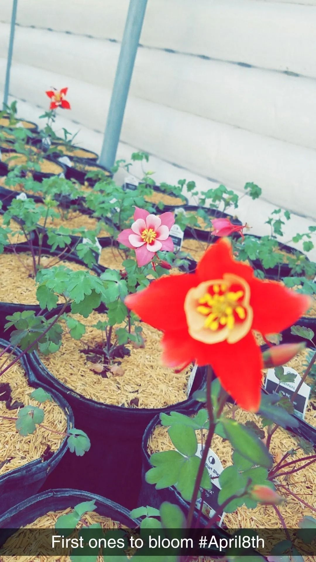 Potted red and pink flowers blooming in a garden, with a caption reading “First ones to bloom of Aprilth.”