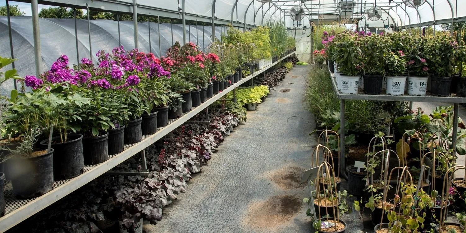 Greenhouse aisle with potted pink flowers and assorted plants on shelves