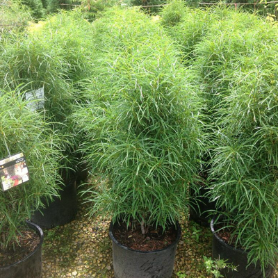 Rows of tall green potted grasses in a garden center