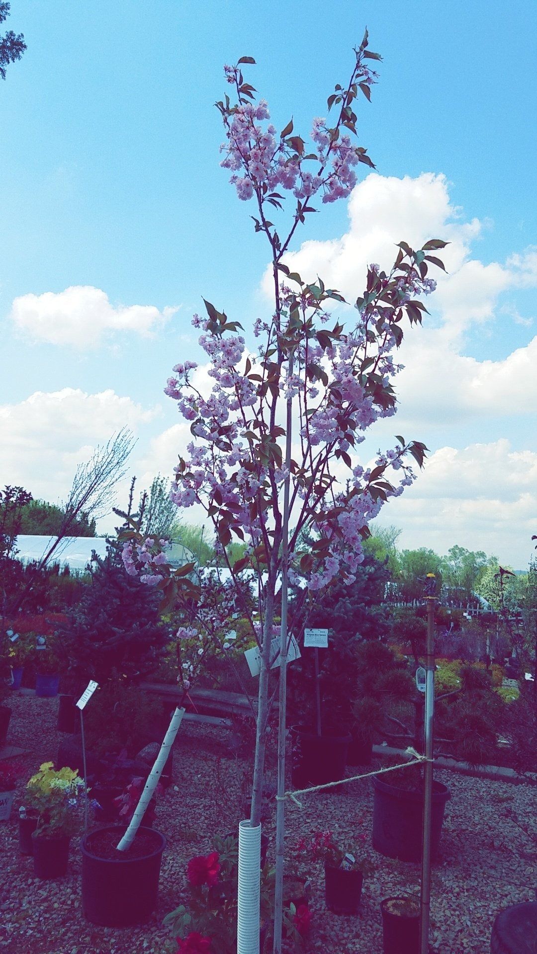 Young purple-leaf tree supported by stakes in a garden nursery under a cloudy sky
