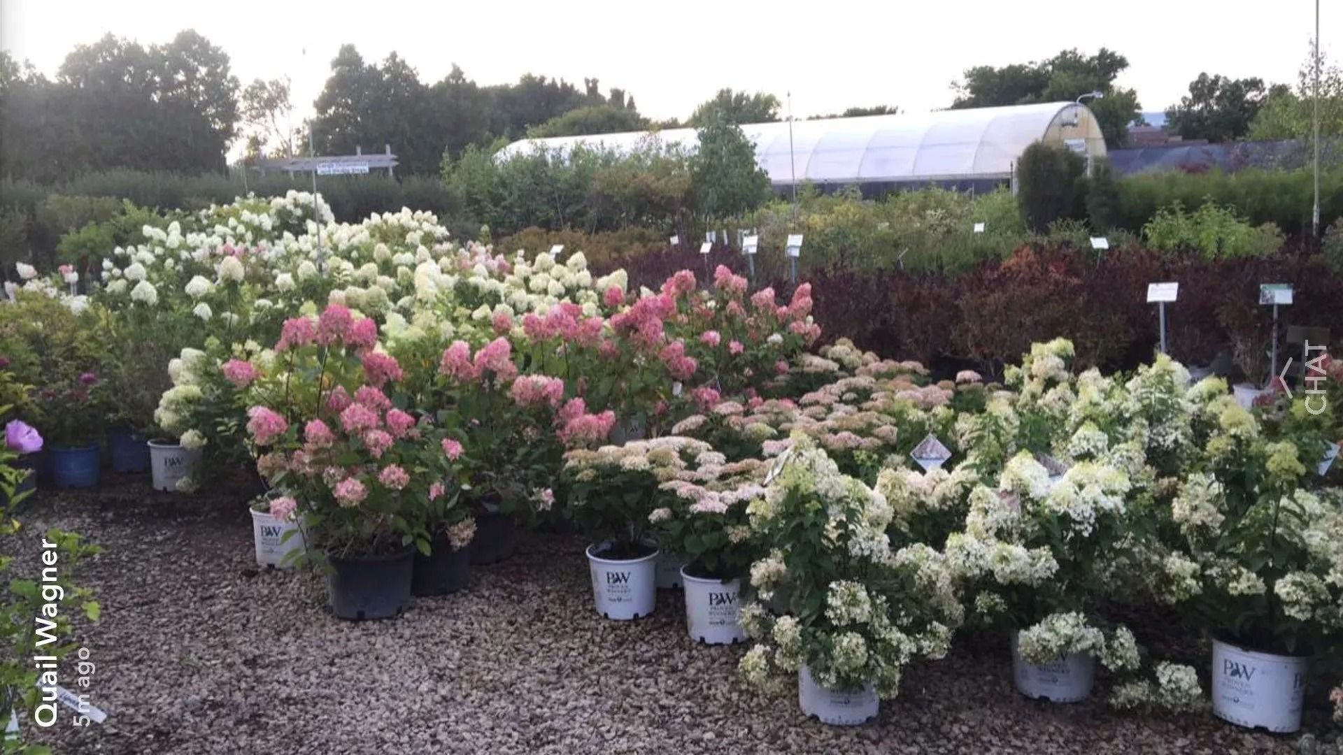 Rows of potted hydrangeas in pink, white, and green at an outdoor nursery