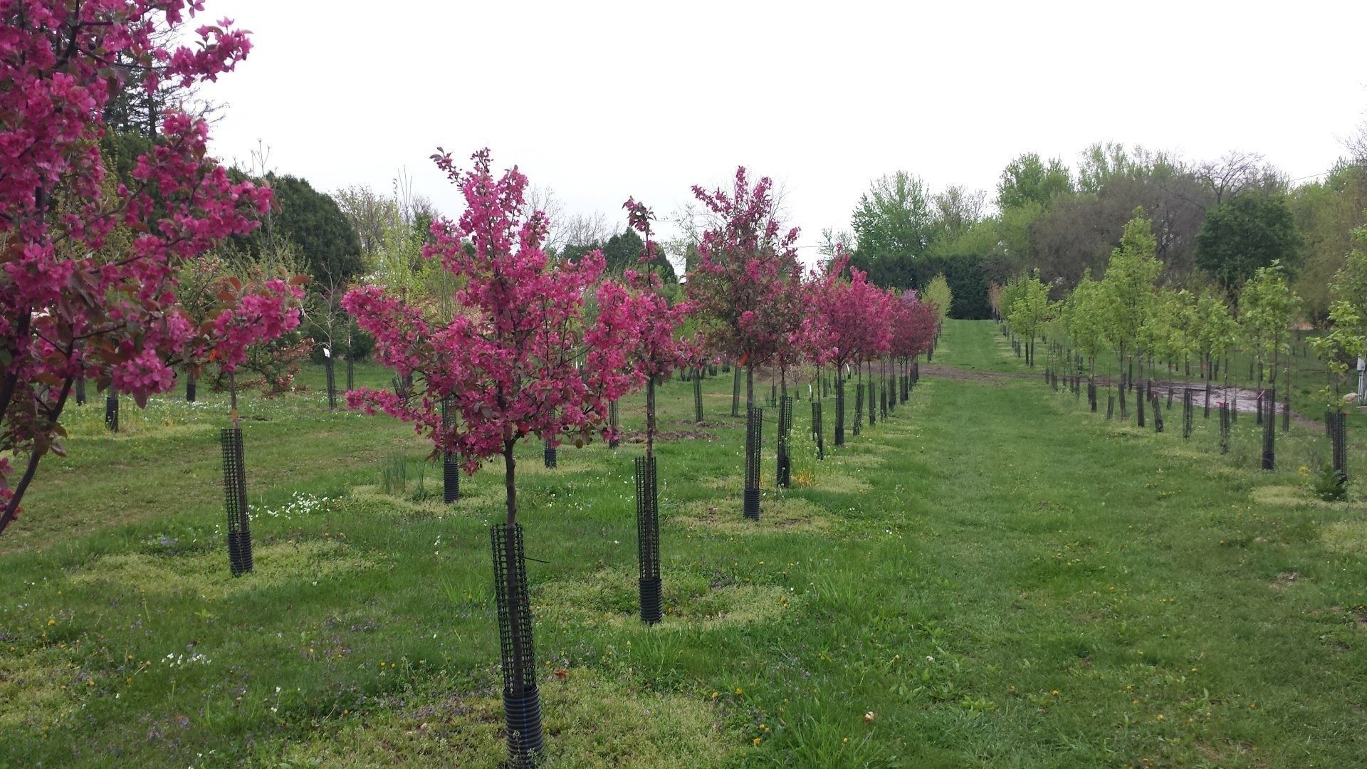 Rows of pink blossoming trees in an orchard with green grass and a cloudy sky