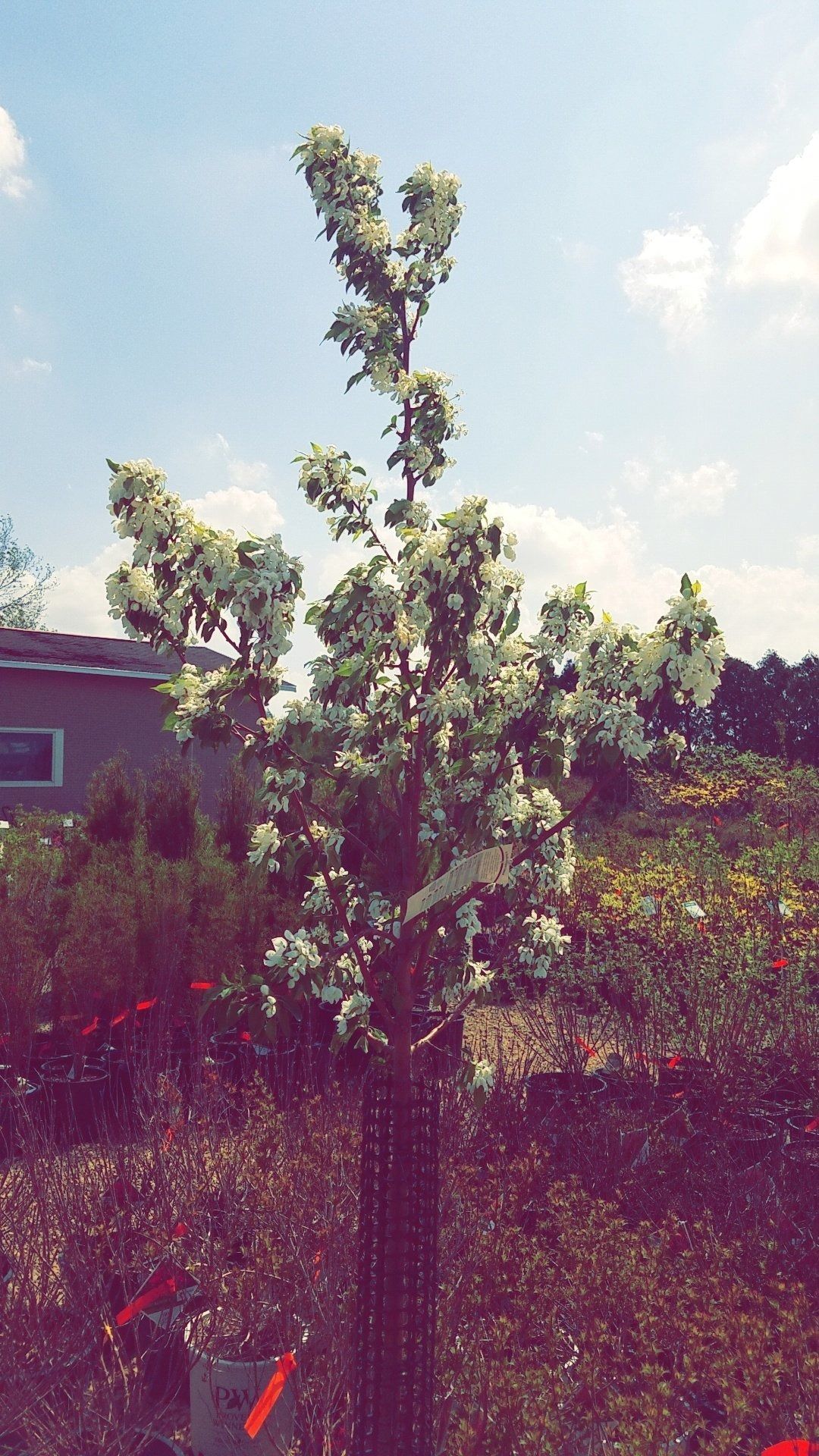 Young tree with green leaves in a field beside a small building under a bright blue sky.