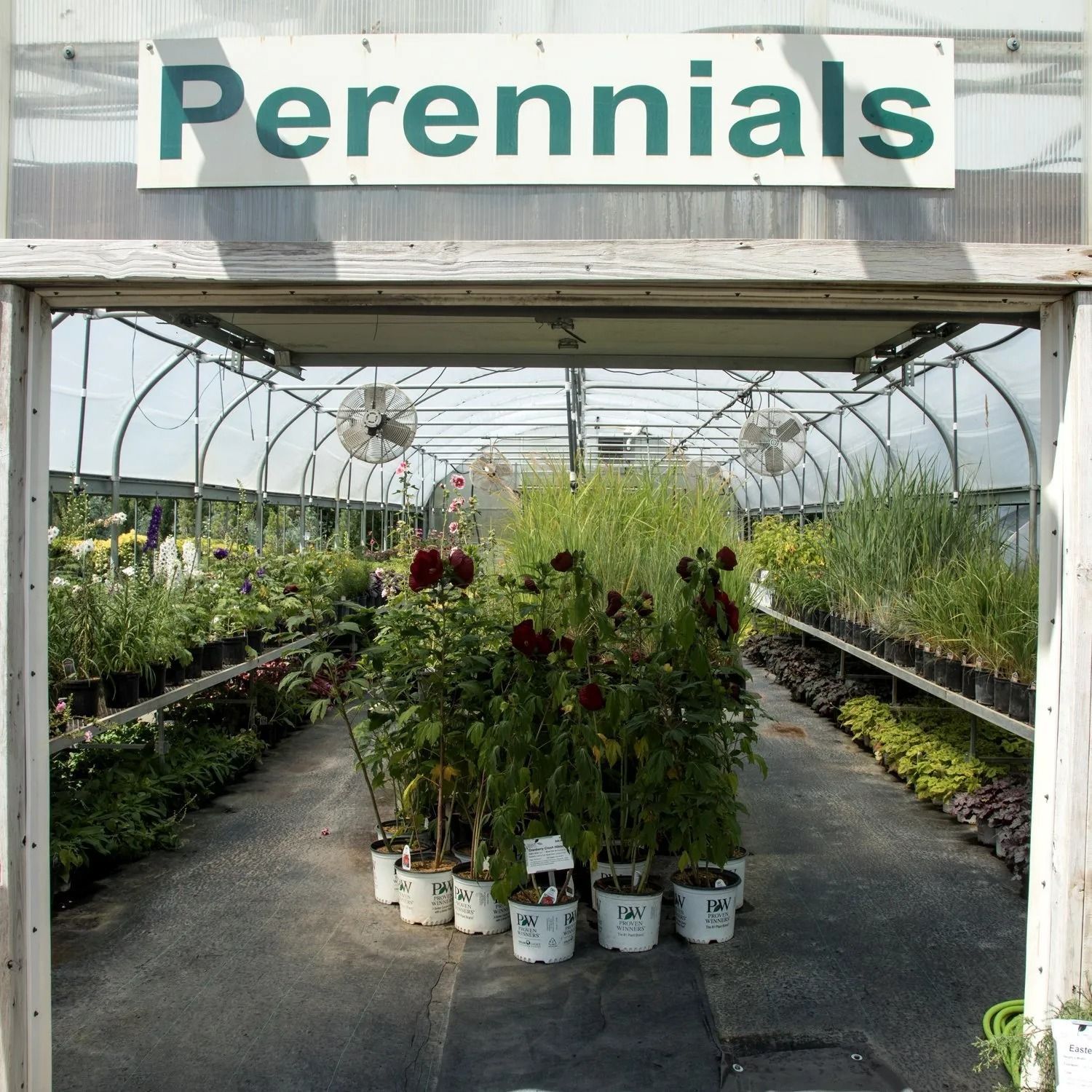 Perennials section in a greenhouse with rows of potted plants and hanging baskets