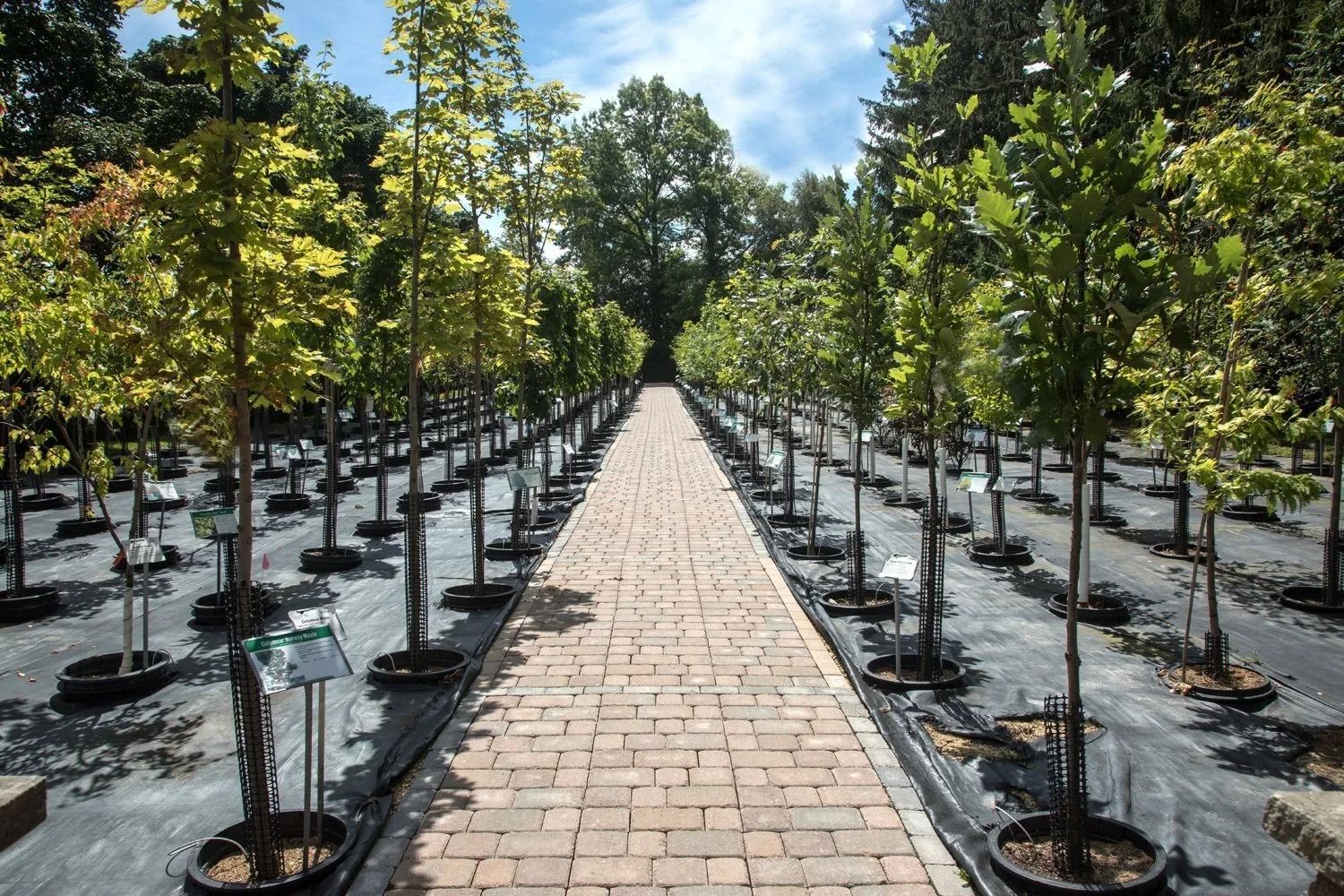 Brick walkway between rows of young trees in pots under a sunny blue sky