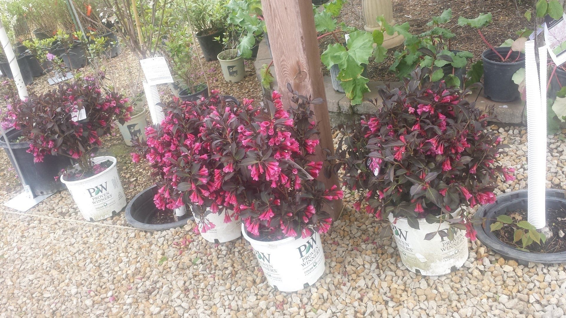 Potted pink and purple flowering shrubs displayed outdoors on gravel, with a wooden post and greenery behind.