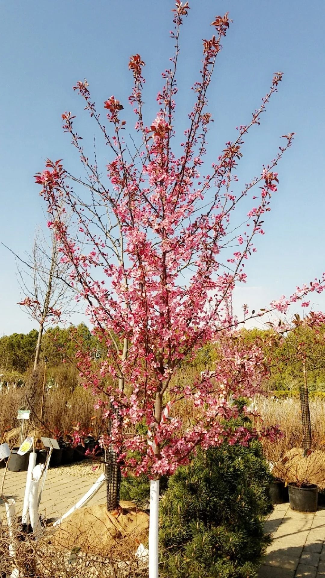 Pink-blossomed young tree in a landscaped garden under a clear blue sky