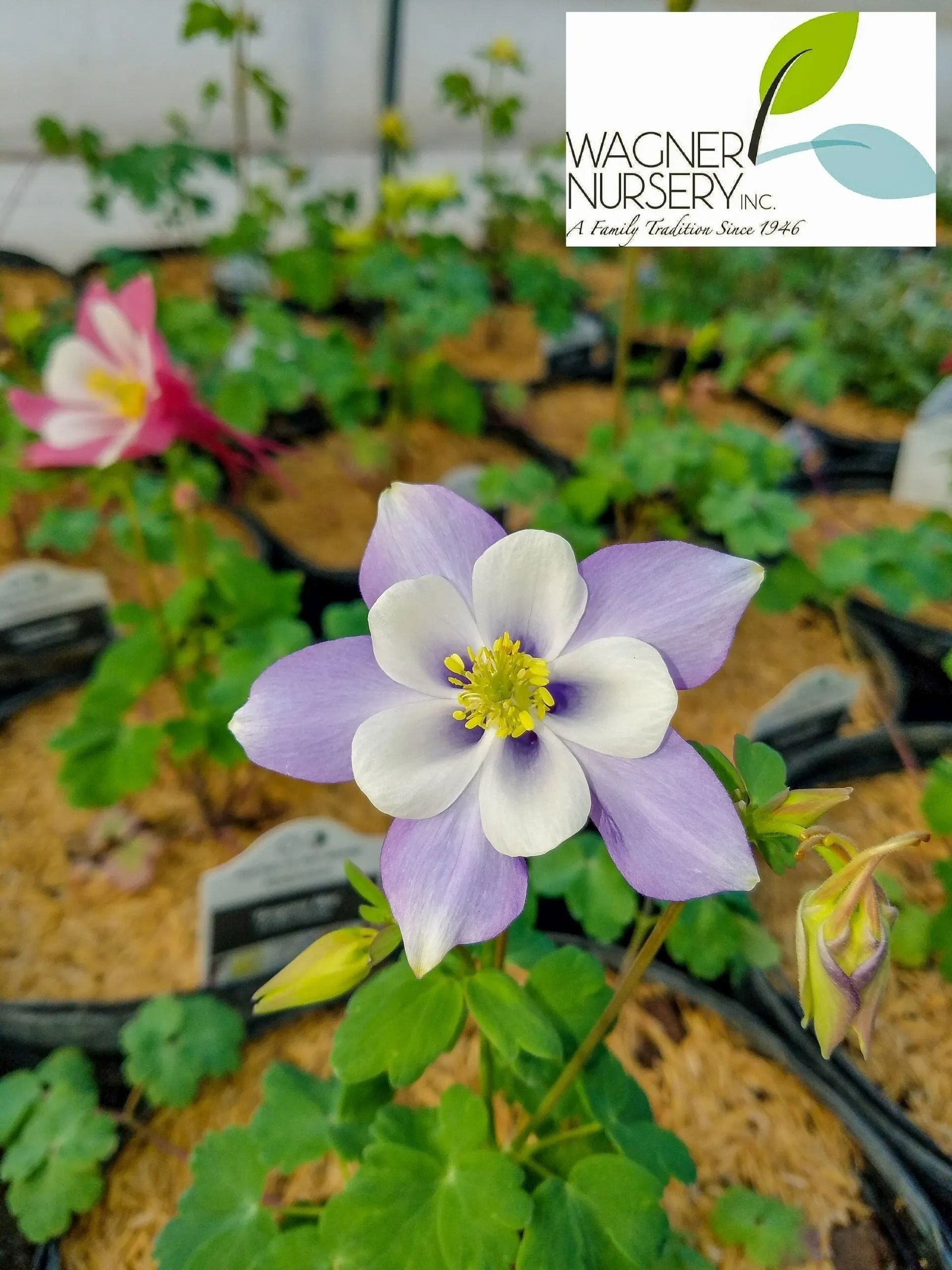 Purple and white flower blooming in a nursery bed with black plastic mulch and greenery behind it