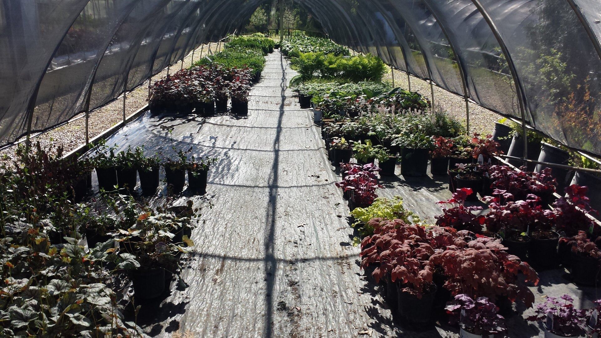 Plants in a greenhouse tunnel, with rows of potted flowers and shrubs on gravel aisles.