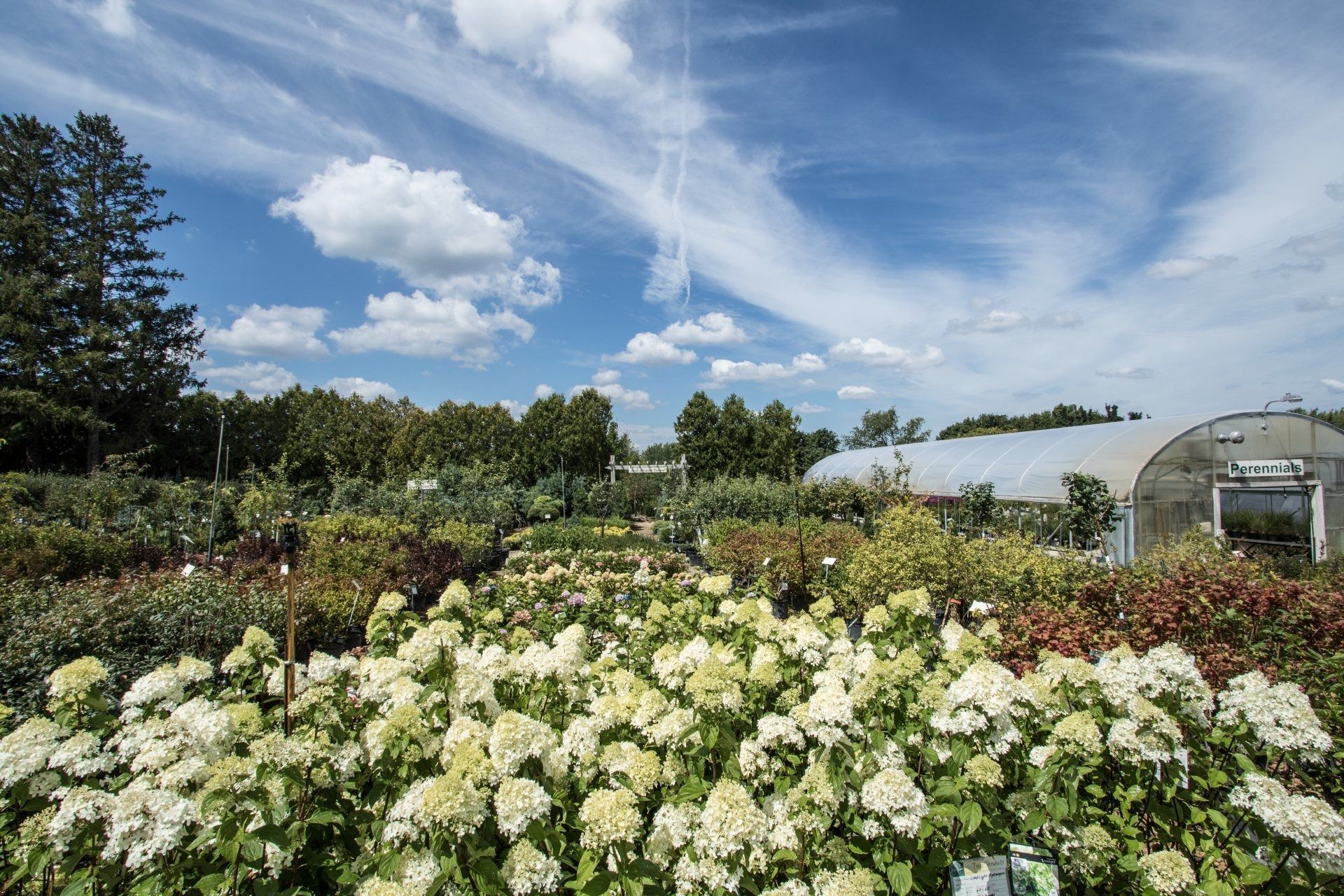 Flower garden with white and pink blooms under a bright blue sky with wispy clouds