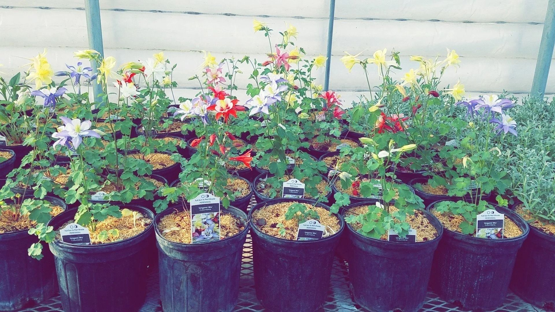 Row of potted flowering plants in a garden, with red, yellow, and purple blooms against a fence.